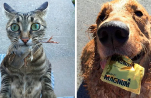 20 Adorables regalos que estos perros y gatos hicieron a sus dueños