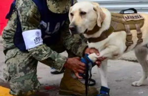 La perrita Frida ha salvado 12 vidas tras terremoto en México; su historia me ha robado el corazón