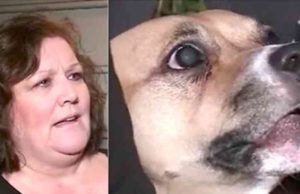Adoptaron a esta perrita y no paraba de gruñir – su dueña cuando va al patio descubre algo terrible