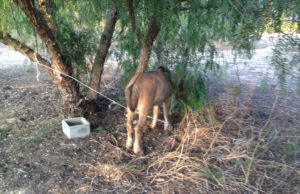Policía encuentra un poni abandonado atado a un árbol, miran de cerca y ven por qué no quiere darse la vuelta