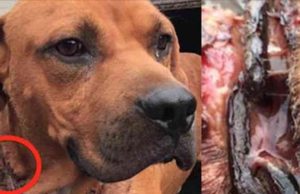 Este perro notó como su dueño le puso algo en el cuello y se marchó. Tras 1 año esperando, ahora lo encuentran en este estado