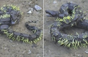 Vídeo: serpiente pitón se come un puercoespín y se arrepiente al instante
