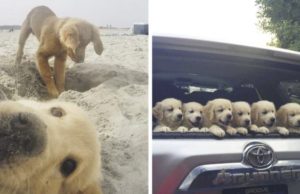 20 fotos que demuestran que los Golden son los perritos más puros del mundo