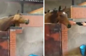La criadora baila al son de su canción preferida en el establo, pero ahora mira el contraataque del caballo