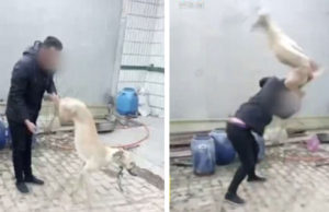 Golpeó cruelmente a su perro galgo hasta matarlo porque “no ganó la carrera”