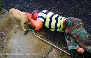 Una perrita corrió desesperada a buscar ayuda cuando su humano cayó al piso y nadie estaba cerca