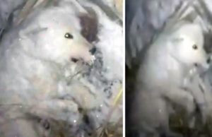 Un hombre convirtió a su perrita se en un “bloque de hielo” al mojarla y abandonarla a -32 grados C; la crueldad estremece internet