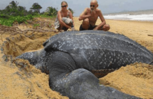 Hallan una tortuga de casi una tonelada – Cuando vieron su cara quedaron en shock