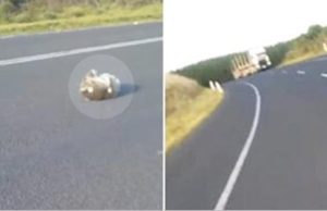 Ve una “extraña bola” en la carretera, baja del auto para comprobar… ¡y aparece el veloz camión!