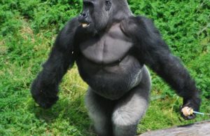 Un gorila “evoluciona” frente a los ojos de sus cuidadores y causa furor en la red ‘baila y camina como un humano»