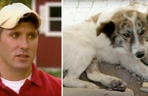 Perros callejeros salvan la vida de soldado en Afganistán, 4 meses después se reencuentran al otro lado del mundo