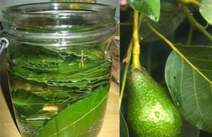 Solo con una hoja de aguacate hervido hace lo que no creías posible