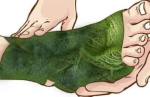 Alivia los dolores, la hinchazón, y demás problemas en las coyunturas con esta hoja