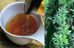 Cómo preparar té de ruda, conoce sus beneficios y contraindicaciones