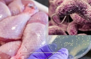 Las 4 Partes del Pollo y Por Qué Deberías Evitarlas