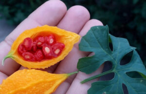 Cundeamor: usos, beneficios y remedios naturales que sí funcionan