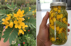 Caléndula: Propiedades, beneficios y usos ‘Flor de maravilla’