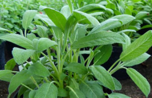 La Salvia: Un Tesoro Botánico con Beneficios Invaluables para tu Salud