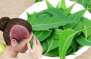 Hojas de Neem para Mejorar Tu Salud
